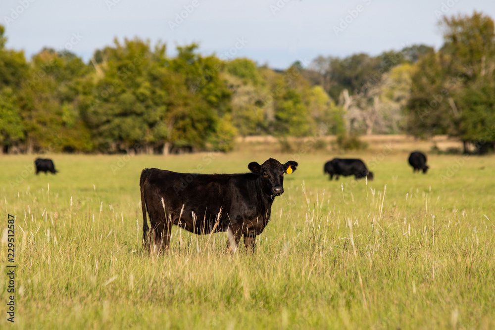cattle