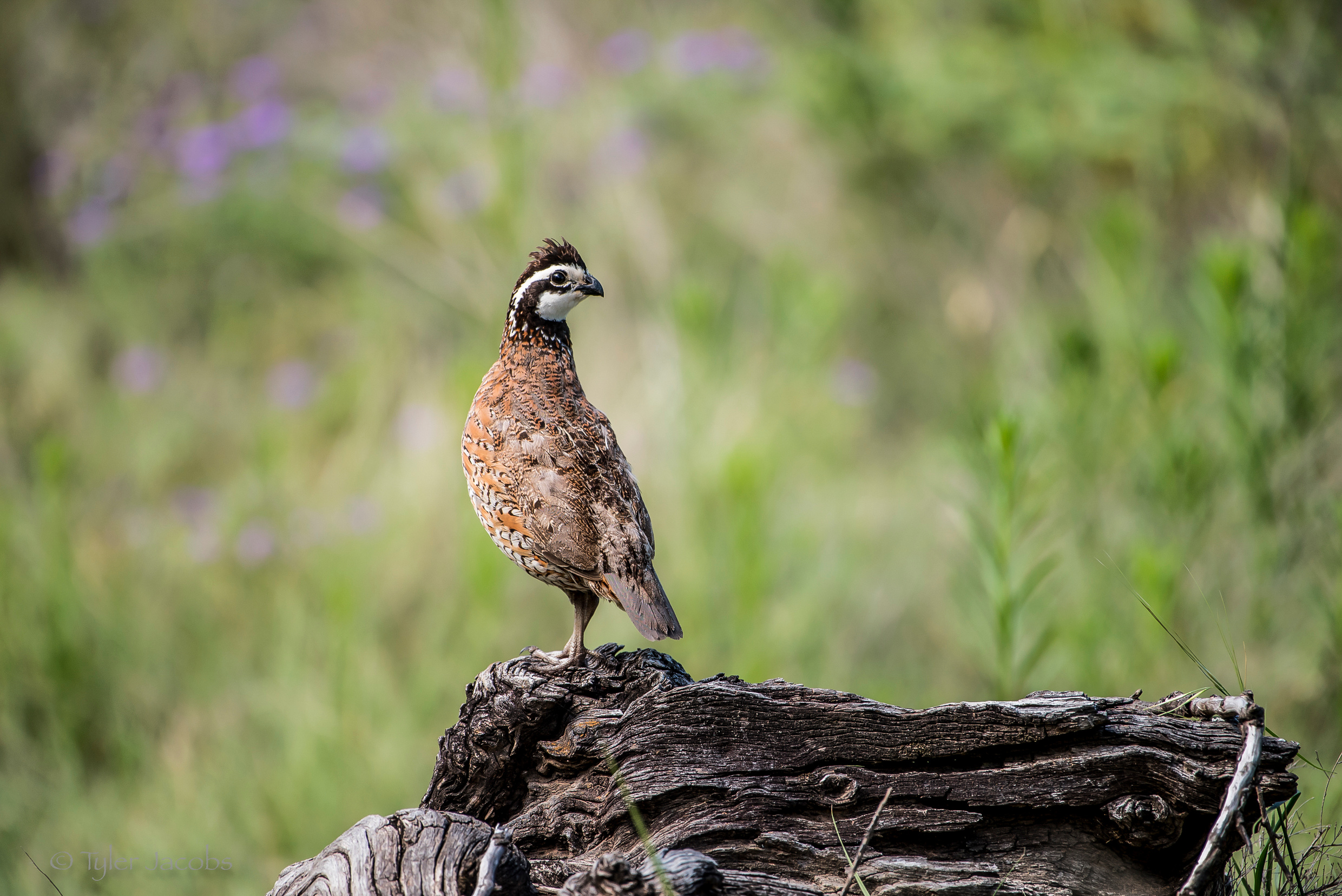 quail on log