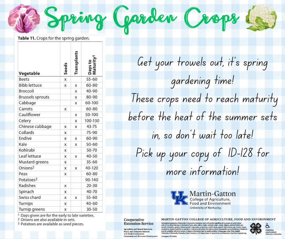 Spring garden crops 24